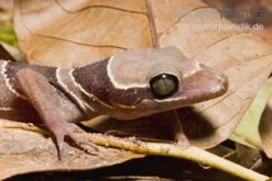 Malayischer Bogenfingergecko, Cyrtodactylus Pulchellus -Tier Produkt Geschäft Malayischer Bogenfingergecko Cyrtodactylus pulchellus 3