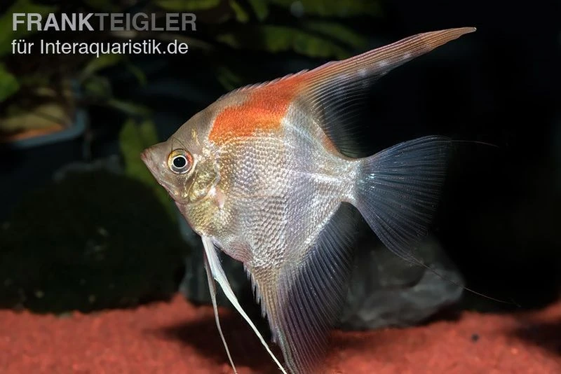 Manacapuru Rotrücken Skalar, Pterophyllum Cf. Scalare "Lago Manacapuru" 1 Manacapuru Rotrücken Skalar, Pterophyllum Cf. Scalare "Lago Manacapuru"