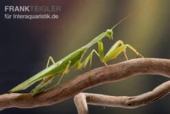 Afrikanische Gottesanbeterin Im Mix, Sphodromantis Spec. -Tier Produkt Geschäft Mantis 1