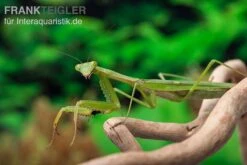 Afrikanische Gottesanbeterin Im Mix, Sphodromantis Spec. -Tier Produkt Geschäft Mantis 4 20