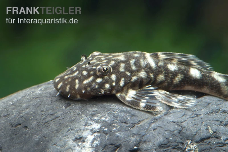 Marmor-Ancistrus, Ancistrus Claro, LDA 8, DNZ 1 Marmor-Ancistrus, Ancistrus Claro, LDA 8, DNZ