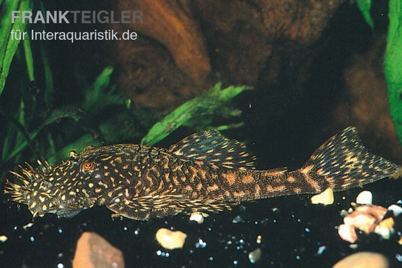 Marmor-Ancistrus, Ancistrus Claro, LDA 8, DNZ 2 Marmor-Ancistrus, Ancistrus Claro, LDA 8, DNZ – Bild 2