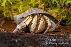 Marmor-Einsiedlerkrebs, Coenobita Sp. "Marble" -Tier Produkt Geschäft Marmor Einsiedlerkrebs Coenobita sp Marble 3