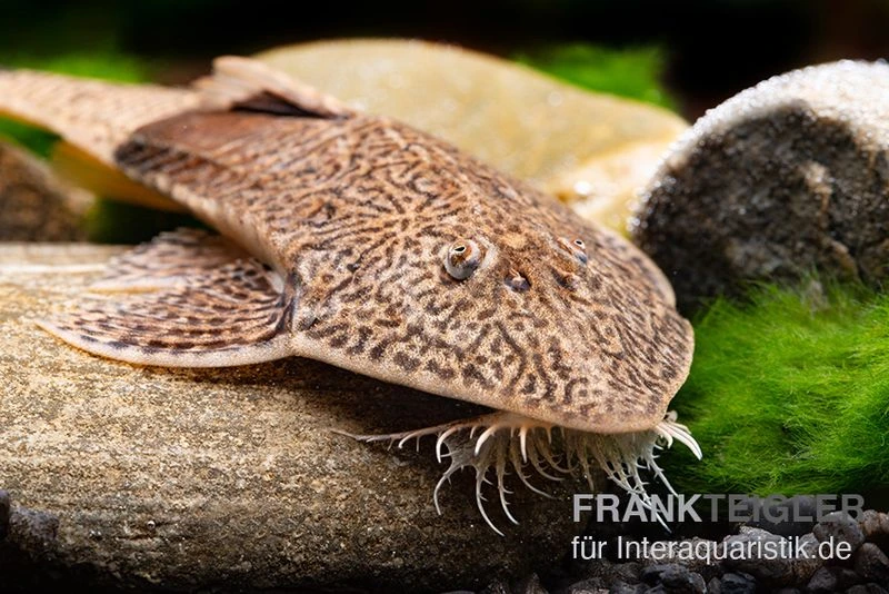 Marmor-Flunderharnischwels, Pseudohemiodon Apithanos Sp. Colombia 2 Marmor-Flunderharnischwels, Pseudohemiodon Apithanos Sp. Colombia – Bild 2
