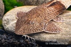 Marmor-Flunderharnischwels, Pseudohemiodon Apithanos Sp. Colombia 7 Marmor-Flunderharnischwels, Pseudohemiodon Apithanos Sp. Colombia -Tier Produkt Geschäft Marmor Flunderharnischwels Pseudohemiodon apithanos sp Colombia 3