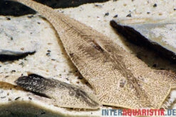 Marmor-Flunderharnischwels, Pseudohemiodon Apithanos Sp. Colombia 8 Marmor-Flunderharnischwels, Pseudohemiodon Apithanos Sp. Colombia -Tier Produkt Geschäft Marmor Flunderharnischwels Pseudohemiodon apithanos sp Colombia neu 1