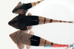 Marmor-Flunderharnischwels, Pseudohemiodon Apithanos Sp. Colombia 9 Marmor-Flunderharnischwels, Pseudohemiodon Apithanos Sp. Colombia -Tier Produkt Geschäft Marmor Flunderharnischwels Pseudohemiodon apithanos sp Colombia neu 2