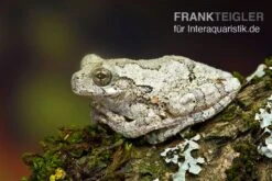 Marmorierter Laubfrosch, Hyla Marmorata