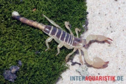 Maurischer Skorpion, Scorpio Maurus -Tier Produkt Geschäft Maurischer Skorpion Scorpio maurus 3