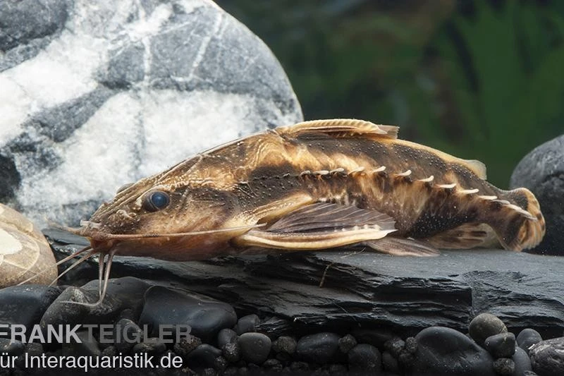 Schneckendornwels, Megalodoras Irwini (Megalodoras Uranoscopus) 1 Schneckendornwels, Megalodoras Irwini (Megalodoras Uranoscopus)