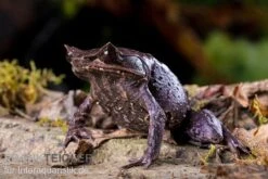 Java Zipfelfrosch, Megophrys Montana -Tier Produkt Geschäft Megophrys montana 5