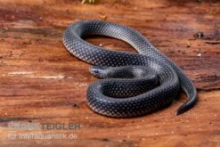 Meleagris-Schlange, Prosymna Meleagris -Tier Produkt Geschäft Meleagris Schlange Prosymna meleagris 03