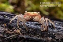 Smaragdkrabbe, Metasesarma Spec. "Green Emerald" (Emerald Crab) -Tier Produkt Geschäft Metasesarma spec Green Emerald 2