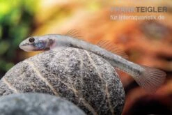 Mindanaoensis-Grundel, Lentipes Mindanaoensis, 1 Paar 5 Mindanaoensis-Grundel, Lentipes Mindanaoensis, 1 Paar -Tier Produkt Geschäft Mindanaoensis Grundel Lentipes mindanaoensis female 1