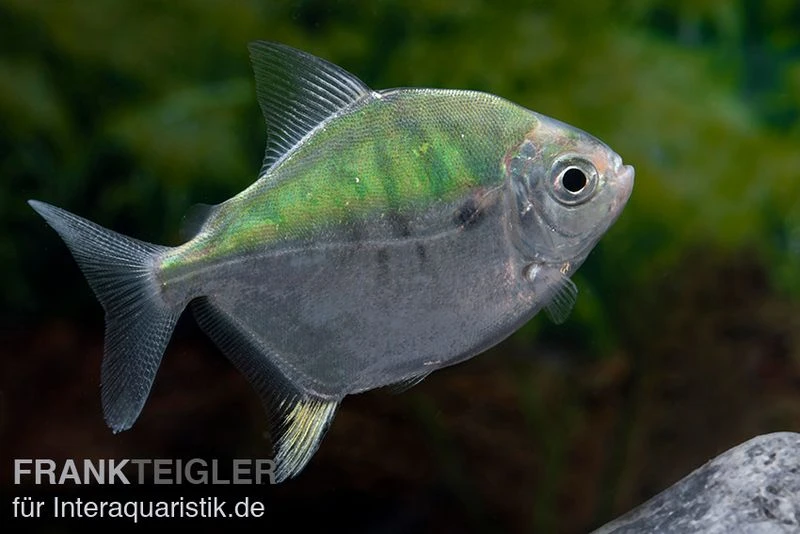 Mühlsteinsalmler, Myleus Setiger 1 Mühlsteinsalmler, Myleus Setiger