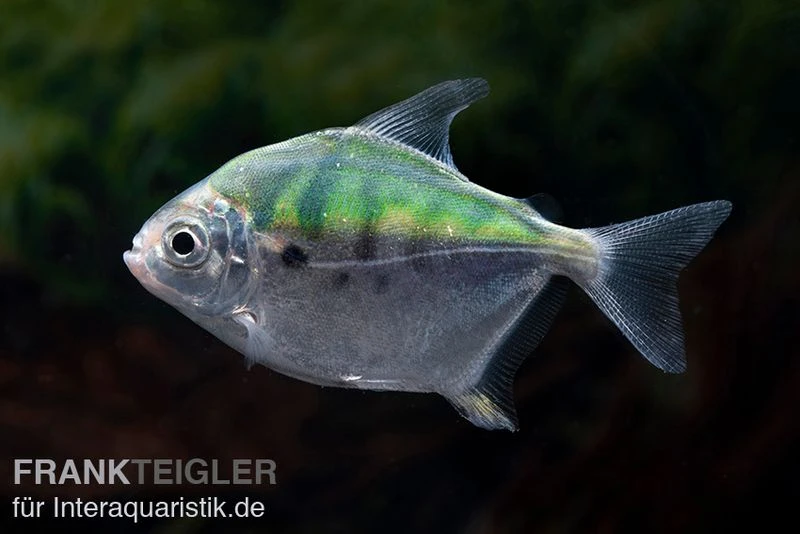 Mühlsteinsalmler, Myleus Setiger 2 Mühlsteinsalmler, Myleus Setiger – Bild 2