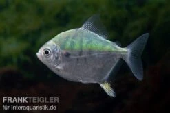 Mühlsteinsalmler, Myleus Setiger 8 Mühlsteinsalmler, Myleus Setiger -Tier Produkt Geschäft Muehlsteinsalmler Myleus setiger 4