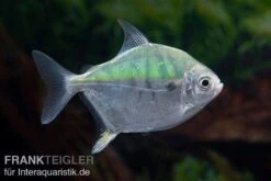 Mühlsteinsalmler, Myleus Setiger 9 Mühlsteinsalmler, Myleus Setiger -Tier Produkt Geschäft Muehlsteinsalmler Myleus setiger 5