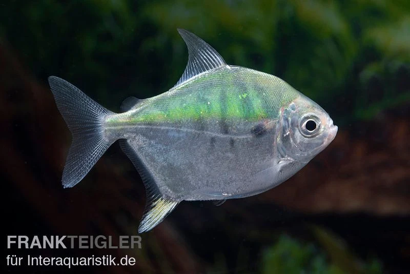 Mühlsteinsalmler, Myleus Setiger 5 Mühlsteinsalmler, Myleus Setiger – Bild 5