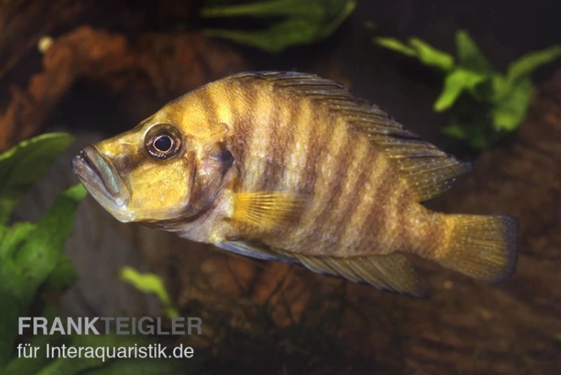 Nanderbuntbarsch, Altolamprologus Compressiceps, DNZ 2 Nanderbuntbarsch, Altolamprologus Compressiceps, DNZ – Bild 2
