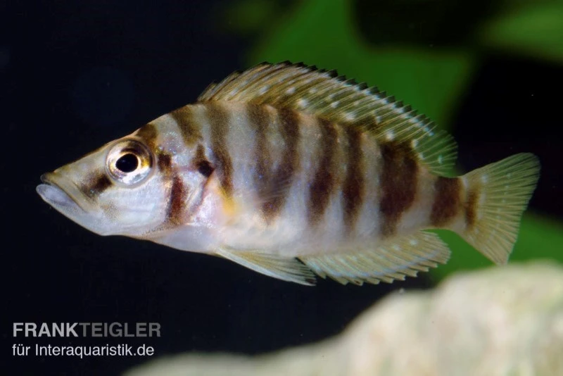 Nanderbuntbarsch, Altolamprologus Compressiceps, DNZ 3 Nanderbuntbarsch, Altolamprologus Compressiceps, DNZ – Bild 3