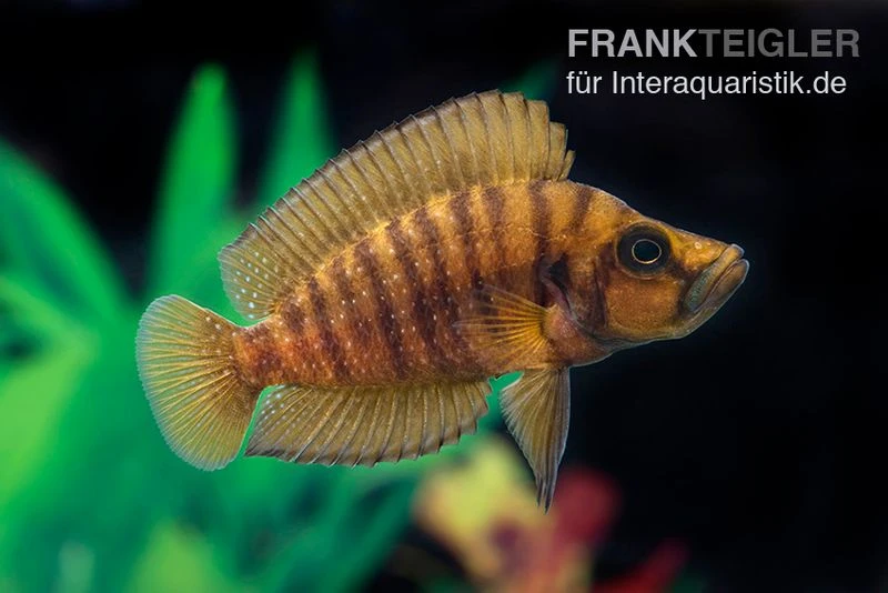 Nanderbuntbarsch Kigoma, Altolamprologus Compressiceps Kigoma 1 Nanderbuntbarsch Kigoma, Altolamprologus Compressiceps Kigoma