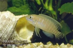 Gestreifter Schneckenbuntbarsch, Neolamprologus Multifsciatus, DNZ -Tier Produkt Geschäft Neolamprologus multifasciatus vielgestreifter schne