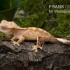 Neukaledonischer Kronengecko, Rhacodactylus Ciliatus