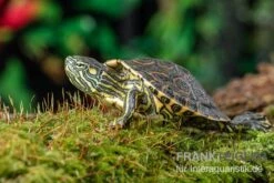 Nicaragua-Schmuckschildkröte, Trachemys Emolli 5 Nicaragua-Schmuckschildkröte, Trachemys Emolli -Tier Produkt Geschäft Nicaragua Schmuckschildkroete Trachemys emolli 2