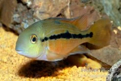 Nicaraguabuntbarsch, (ex. Cichlasoma) Nicaraguense 7 Nicaraguabuntbarsch, (ex. Cichlasoma) Nicaraguense -Tier Produkt Geschäft Nicaraguabuntbarsch Cichlasoma nicaraguense neu 2