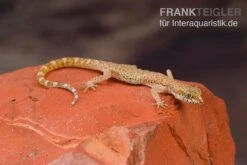 Nördlicher Sandgecko, Tropiocolotes Tripolitanus