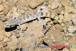Nördlicher Sandgecko, Tropiocolotes Tripolitanus -Tier Produkt Geschäft Noerdlicher Sandgecko Tropiocolotes tripolitanus 3