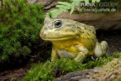 Afrikanischer Ochsenfrosch, Pyxicephalus Adspersus 6 Afrikanischer Ochsenfrosch, Pyxicephalus Adspersus -Tier Produkt Geschäft Ochsenfrosch Pyxicephalus adspersus 3