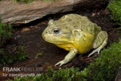 Afrikanischer Ochsenfrosch, Pyxicephalus Adspersus 7 Afrikanischer Ochsenfrosch, Pyxicephalus Adspersus -Tier Produkt Geschäft Ochsenfrosch Pyxicephalus adspersus 4