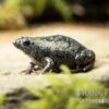 Östliche Engmund-Kröte, Gastrophryne Carolinensis