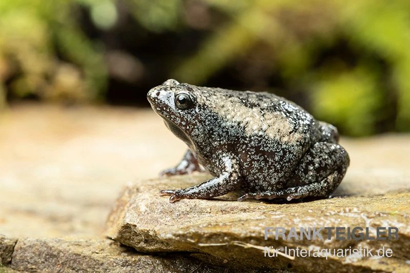 Östliche Engmund-Kröte, Gastrophryne Carolinensis 2 Östliche Engmund-Kröte, Gastrophryne Carolinensis – Bild 2