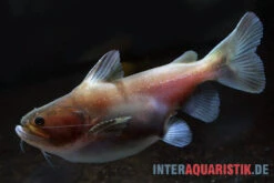 Oger-Wels, Asterophysus Batrachus -Tier Produkt Geschäft Oger Wels Asterophysus batrachus 1