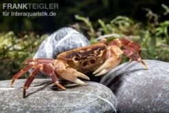 Orangenkrabbe, Sundathelphusa Sp. "orange" -Tier Produkt Geschäft Orangenkrabbe Sundathelphusa sp orange 2