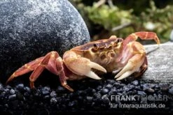 Orangenkrabbe, Sundathelphusa Sp. "orange" -Tier Produkt Geschäft Orangenkrabbe Sundathelphusa sp orange 3