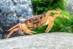 Orangenkrabbe, Sundathelphusa Sp. "orange"