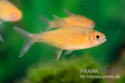 Orangensalmler, Hyphessobrycon Cf. Pulchripinnis BOLIVIA ORANGE, 5er Gruppe -Tier Produkt Geschäft Orangensalmler Hyphessobrycon cf pulchripinnis BOLIVIA ORANGE 1