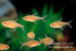 Orangensalmler, Hyphessobrycon Cf. Pulchripinnis BOLIVIA ORANGE, 5er Gruppe -Tier Produkt Geschäft Orangensalmler Hyphessobrycon cf pulchripinnis BOLIVIA ORANGE 2