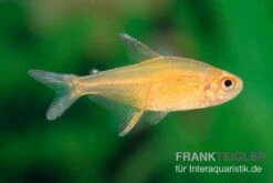 Orangensalmler, Hyphessobrycon Cf. Pulchripinnis BOLIVIA ORANGE, 5er Gruppe -Tier Produkt Geschäft Orangensalmler Hyphessobrycon cf pulchripinnis BOLIVIA ORANGE 3