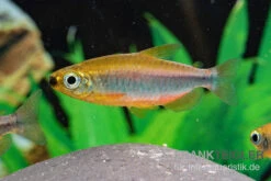 Oranger Kongosalmler, Phenacogrammus Cf. Aurantiacus "Bandundu Orange" -Tier Produkt Geschäft Oranger Kongosalmler Phenacogrammus cf aurantiacus Bandundu Orange 3