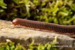 Orangener Piphun-Tausendfüßer, Spirobolus Sp. “Orange Piphun” 5 Orangener Piphun-Tausendfüßer, Spirobolus Sp. “Orange Piphun” -Tier Produkt Geschäft Oranger Piphun Tausendfuesser Spirobolus sp Orange Piphun 3