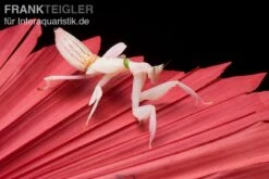 Orchideenmantis, Hymenopus Coronatus -Tier Produkt Geschäft Orchideenmantis Hymenopus coronatus 2