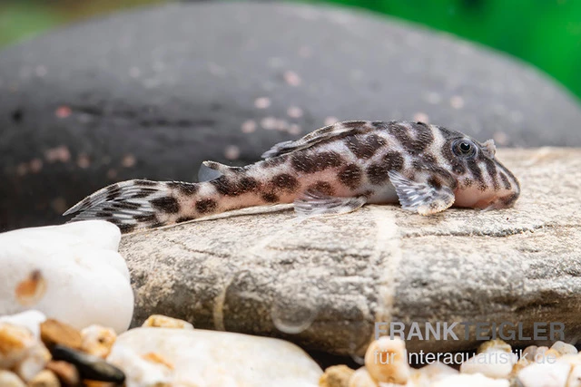 Ozelot-Harnischwels, Hypancistrus Spec. L174, 3-4 Cm 3 Ozelot-Harnischwels, Hypancistrus Spec. L174, 3-4 Cm – Bild 3
