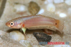 Pallifina-Kampffisch, Betta Pallifina, Paarweise -Tier Produkt Geschäft Pallifina Kampffisch Betta pallifina 3