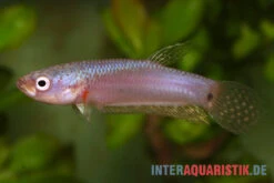 Pallifina-Kampffisch, Betta Pallifina, Paarweise -Tier Produkt Geschäft Pallifina Kampffisch Betta pallifina 4