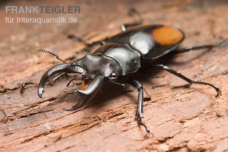 Parryi-Hirschkäfer, Hexarthrius Parryi Parryi-Hirschkäfer, Hexarthrius Parryi 1 Parryi-Hirschkäfer, Hexarthrius Parryi Parryi-Hirschkäfer, Hexarthrius Parryi